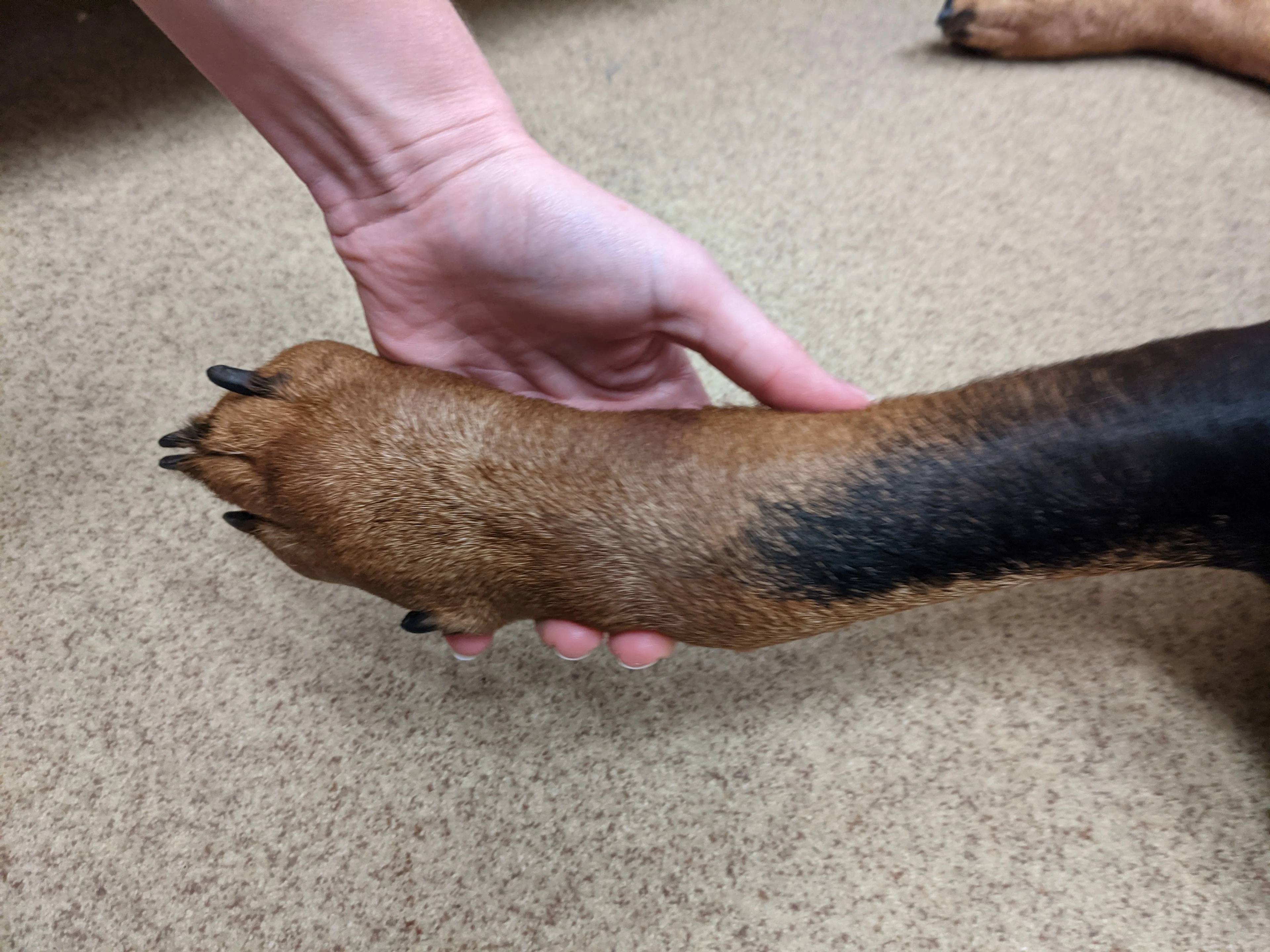 Figure 3A: A lateral view of the canine patient’s right forelimb. Figure 3B: A cranial view of the canine patient’s right forelimb. 