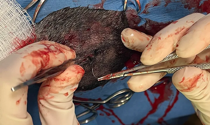 Images demonstrating closure of skin at enucleation site.