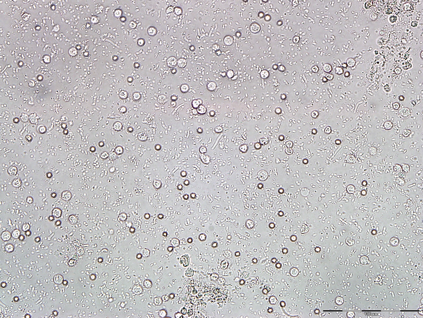 Clinical Pathology