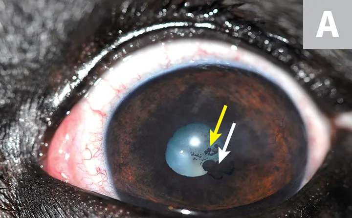 A close-up image of cat eye with arrows pointing to round dark structures seen through the pupil.