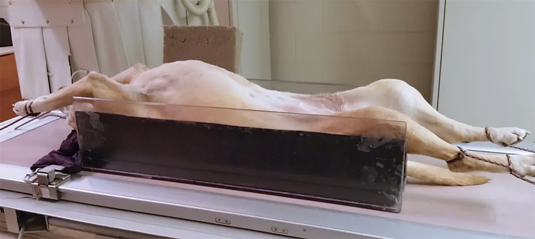 selected slide image