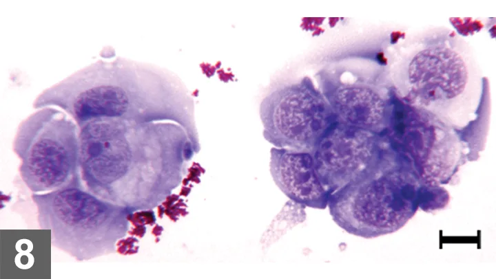 selected slide image