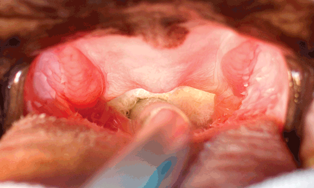 Brachycephalic syndrome in store dogs