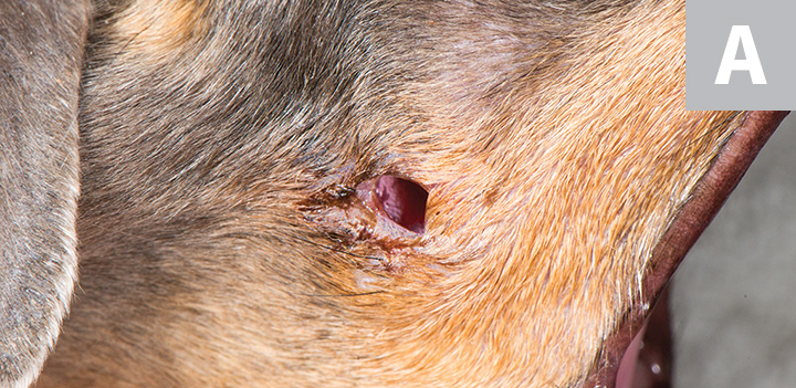 Oral Ulceration in Vet Medicine Image Gallery Clinician s Brief