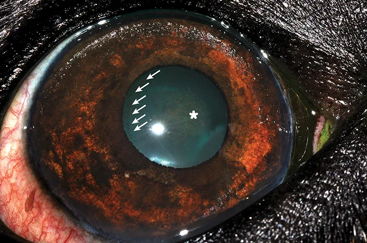 Diffuse irregular dark brown areas involving most of the orange iris in a dog.