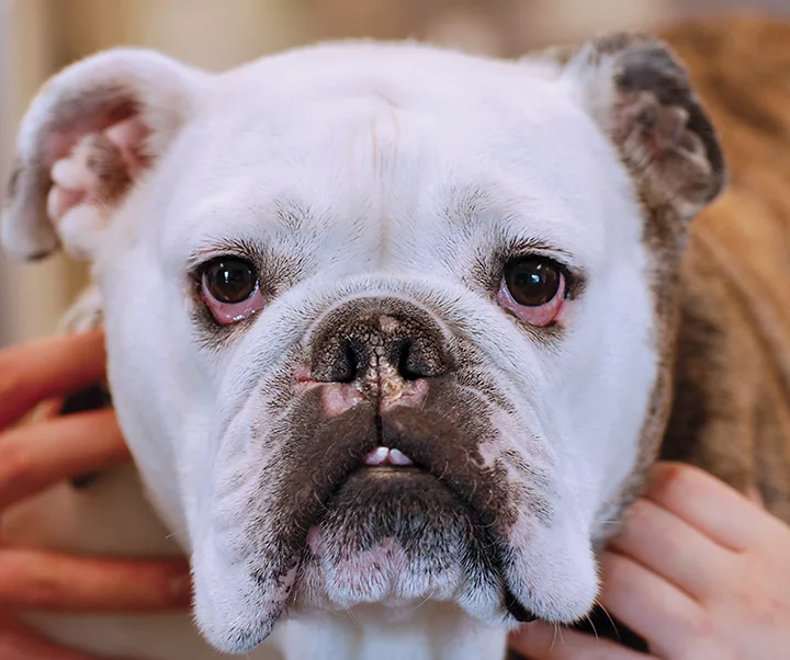 Pink depigmentation and tan crusting of the nasal planum of a dog.