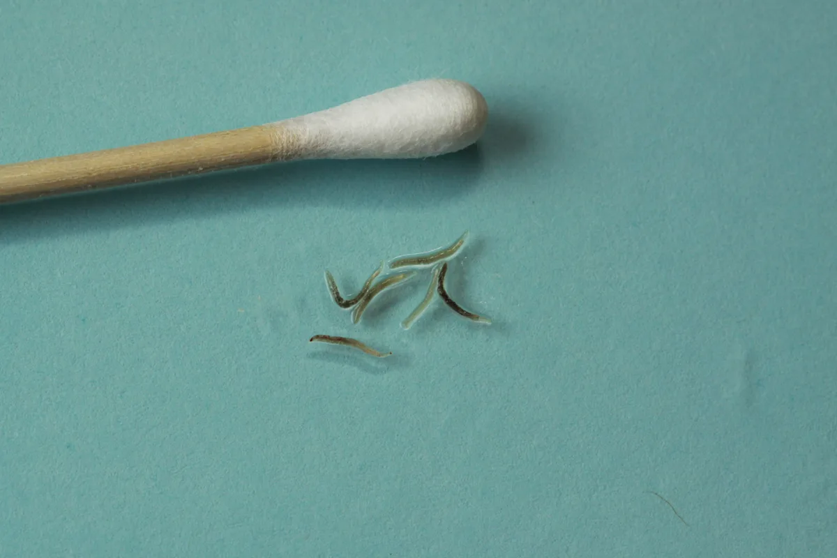 Online Gallery: Hookworm, image size:1200x800