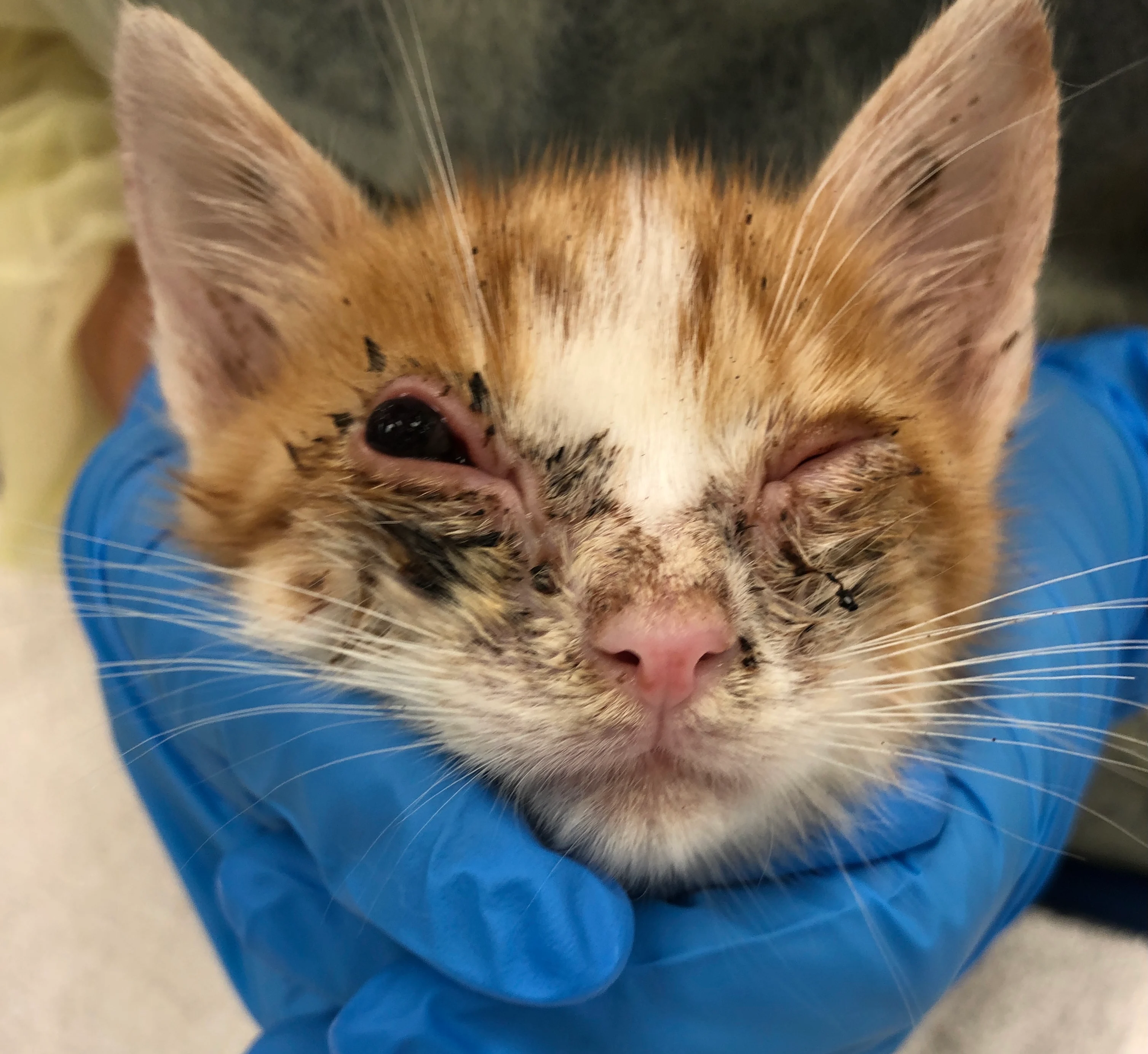 Gloved hands holding head of cat with periorbital crusting, closed left eye, and black swelling protruding from right eye.