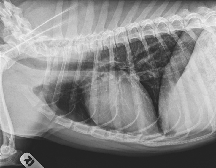 Chronic & Persistent Coughing in a Dog Clinician's Brief