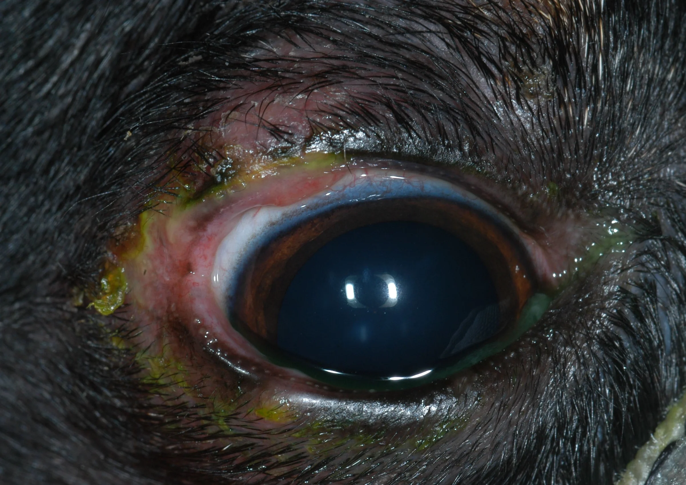A close-up of a canine patient’s periocular region showing upper eyelid lesions.