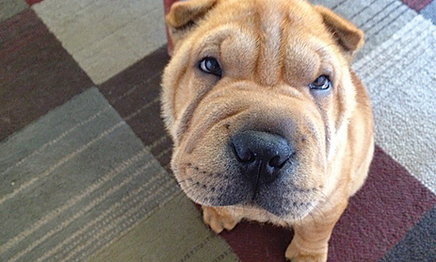 Shar pei hot sale ear infection