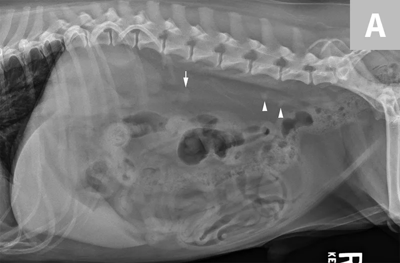 selected slide image