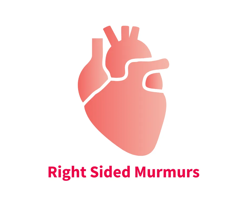 A stylized illustration of a heart highlighting the right side, with a gradient color scheme. The text "Right Sided Murmurs" is prominently displayed below the heart, indicating a focus on cardiac conditions related to the right side of the heart.