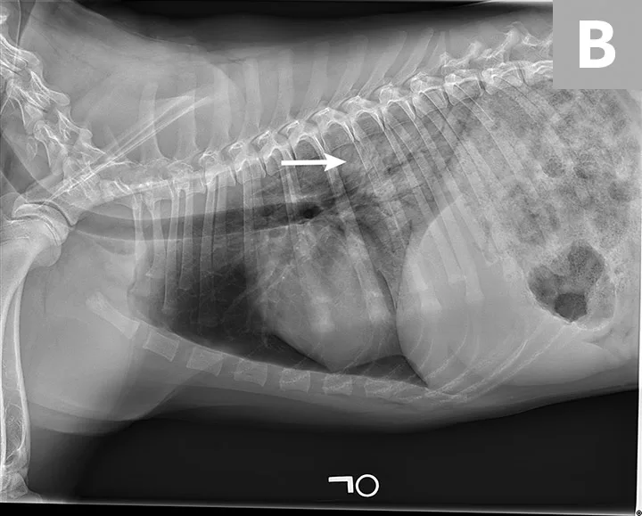 Right and left lateral thoracic x-rays of a dog with an arrow pointing to radiolucent region in caudodorsal field.