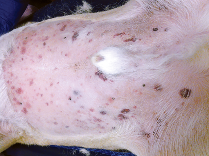 Thrombocytopenia Dog