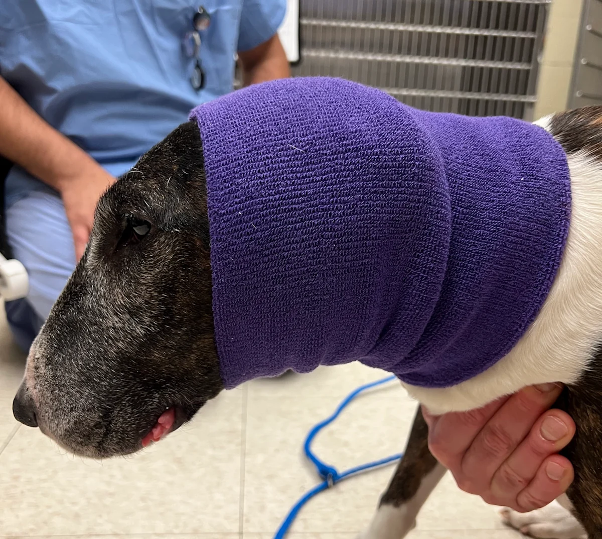 Dog with blue bandage encircling top of head and neck.