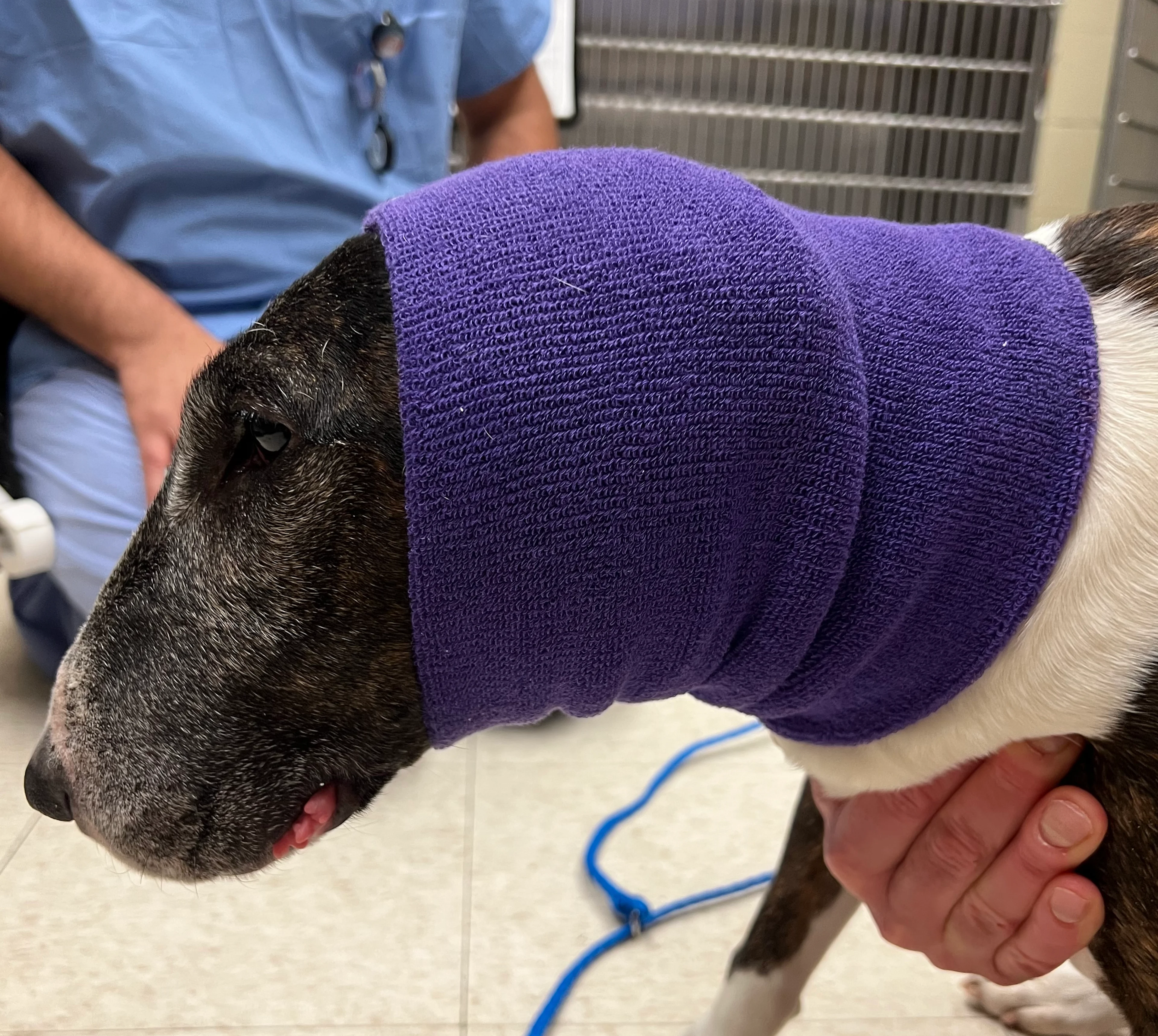 Dog with blue bandage encircling top of head and neck.