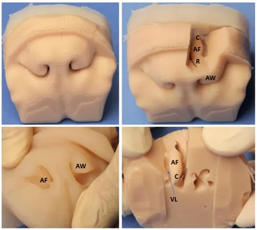 Silicone model of a dog’s nose with anatomic landmarks labeled.