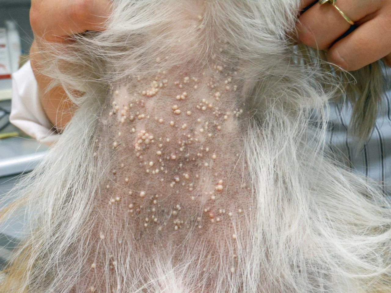 selected slide image