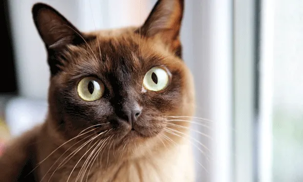 A close-up of a brown cat with striking green eyes, sitting near a window with soft natural light illuminating its fur. The cat appears alert and curious, showcasing its distinctive facial features and whiskers.