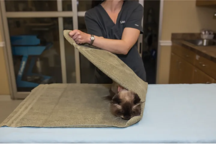 selected slide image