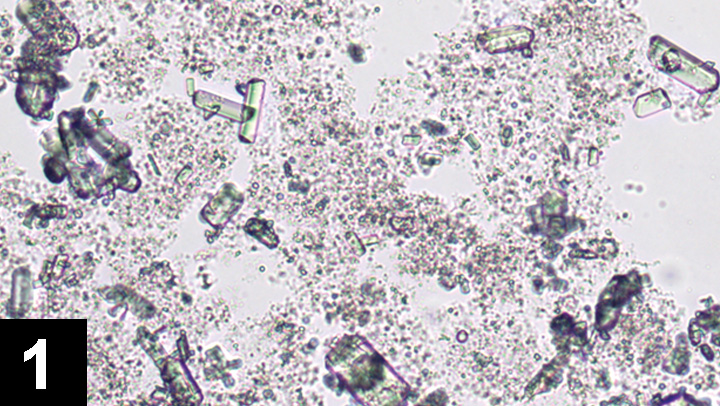 Canine shop urinary crystals