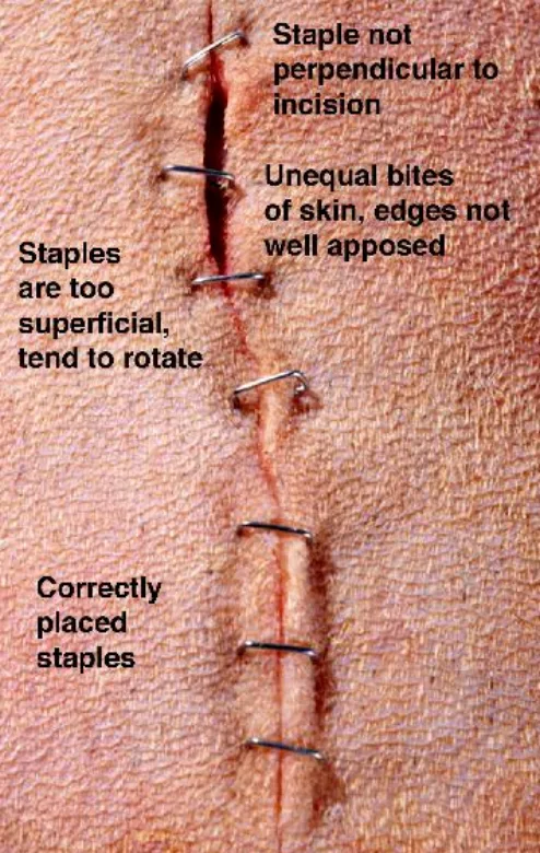 selected slide image