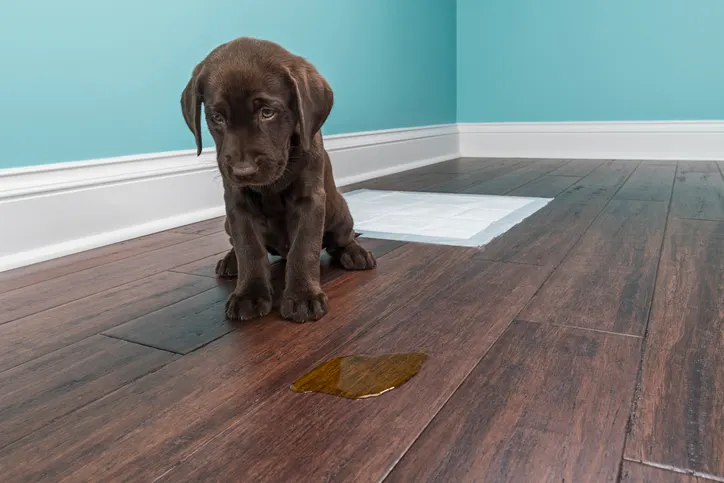 Image showcasing Housebreaking Puppies: What to Do, What Not to Do