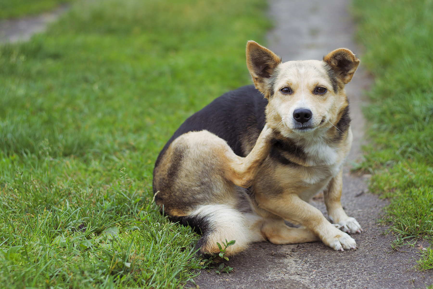 Veterinary Drugs and Therapeutics | Clinician's Brief