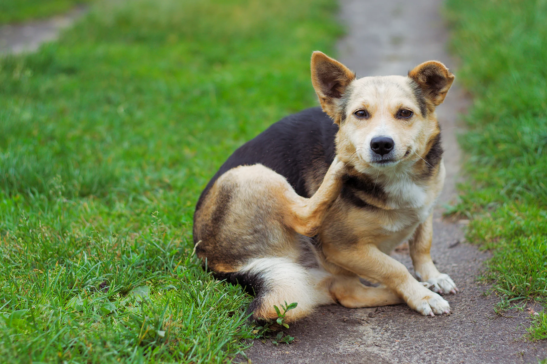 A medium-sized dog with a short coat and a mix of tan and black fur is sitting on a grassy path, scratching its ear with a hind leg. The dog's posture suggests possible discomfort or irritation, indicating a need for veterinary assessment.