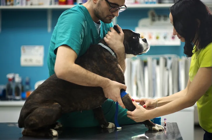 Veterinary professional restraining boxer dog for blood draw.