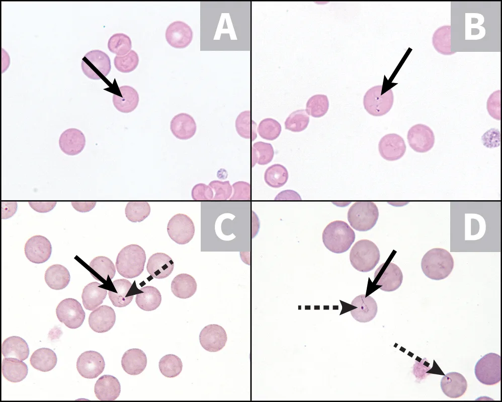 selected slide image