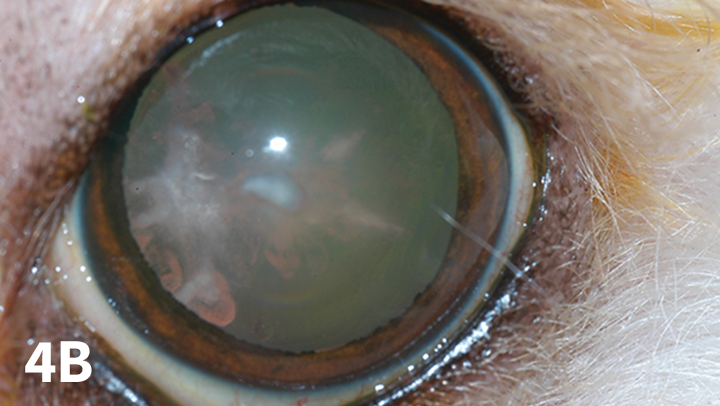 Nuclear Sclerosis vs Cataracts in Dogs Cats Clinician s Brief