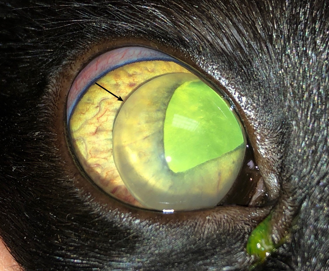 Clinical Image Which Condition Is Affecting This Cats Eye 1966