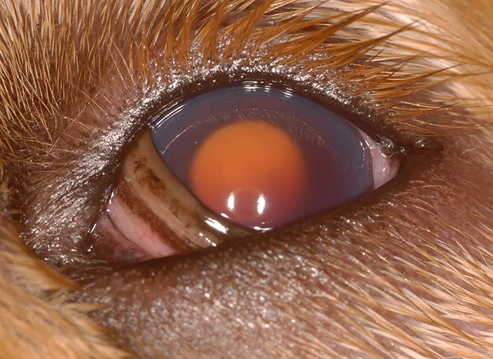 A close-up of a dog’s left eye with the third eyelid elevated.