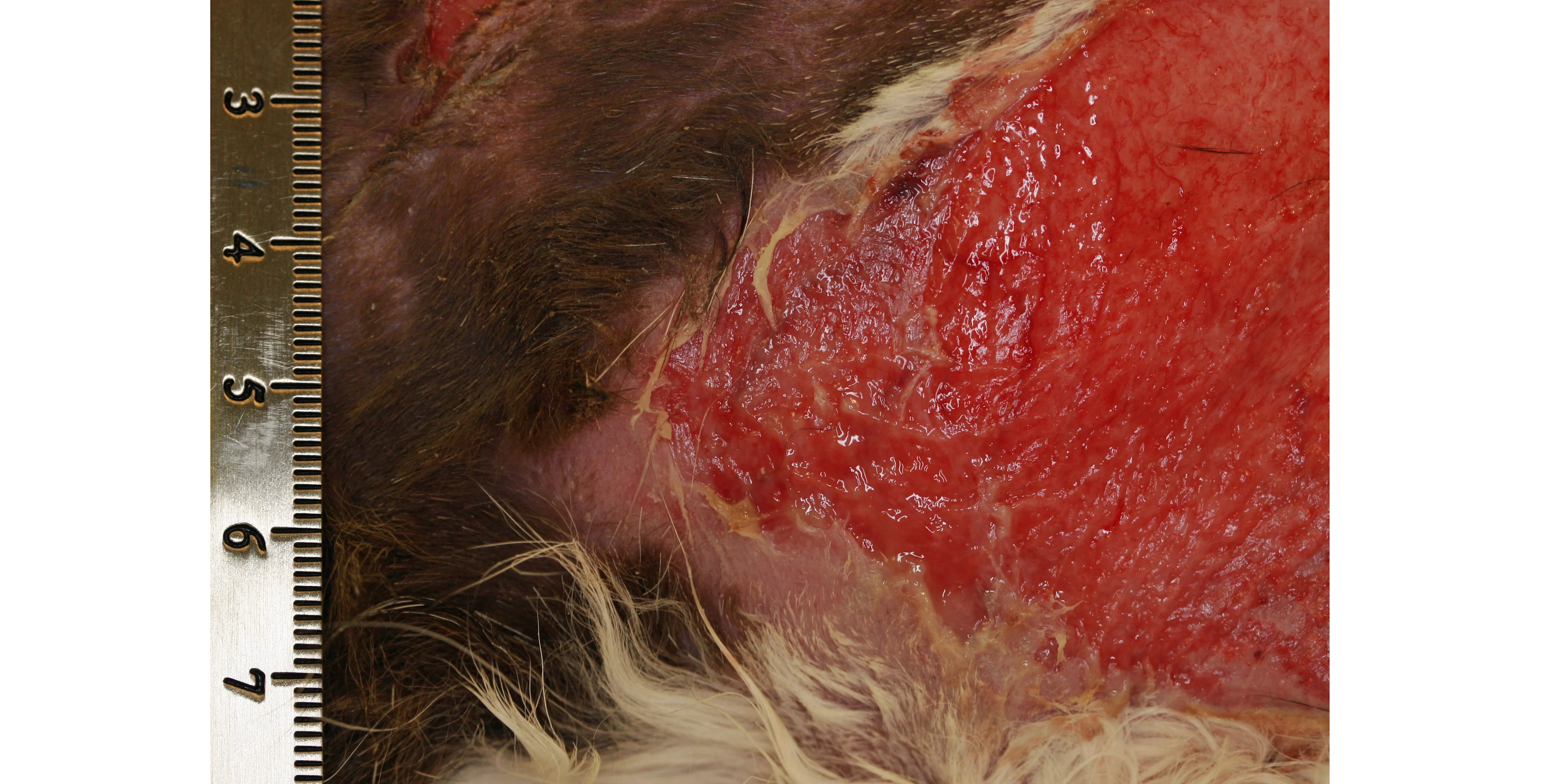 Feline skin affected by feline skin fragility syndrome. 