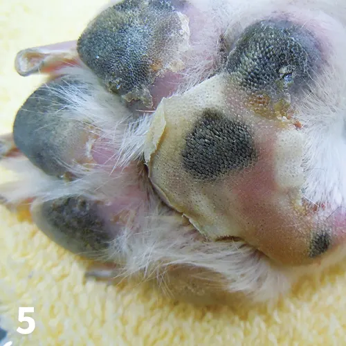 A close-up of the underside of a dog’s paw showing peeling and crusting of the footpad margins. 