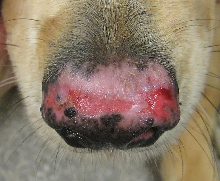 Depigmentation and wide ulceration of the dorsal nasal planum of a dog.