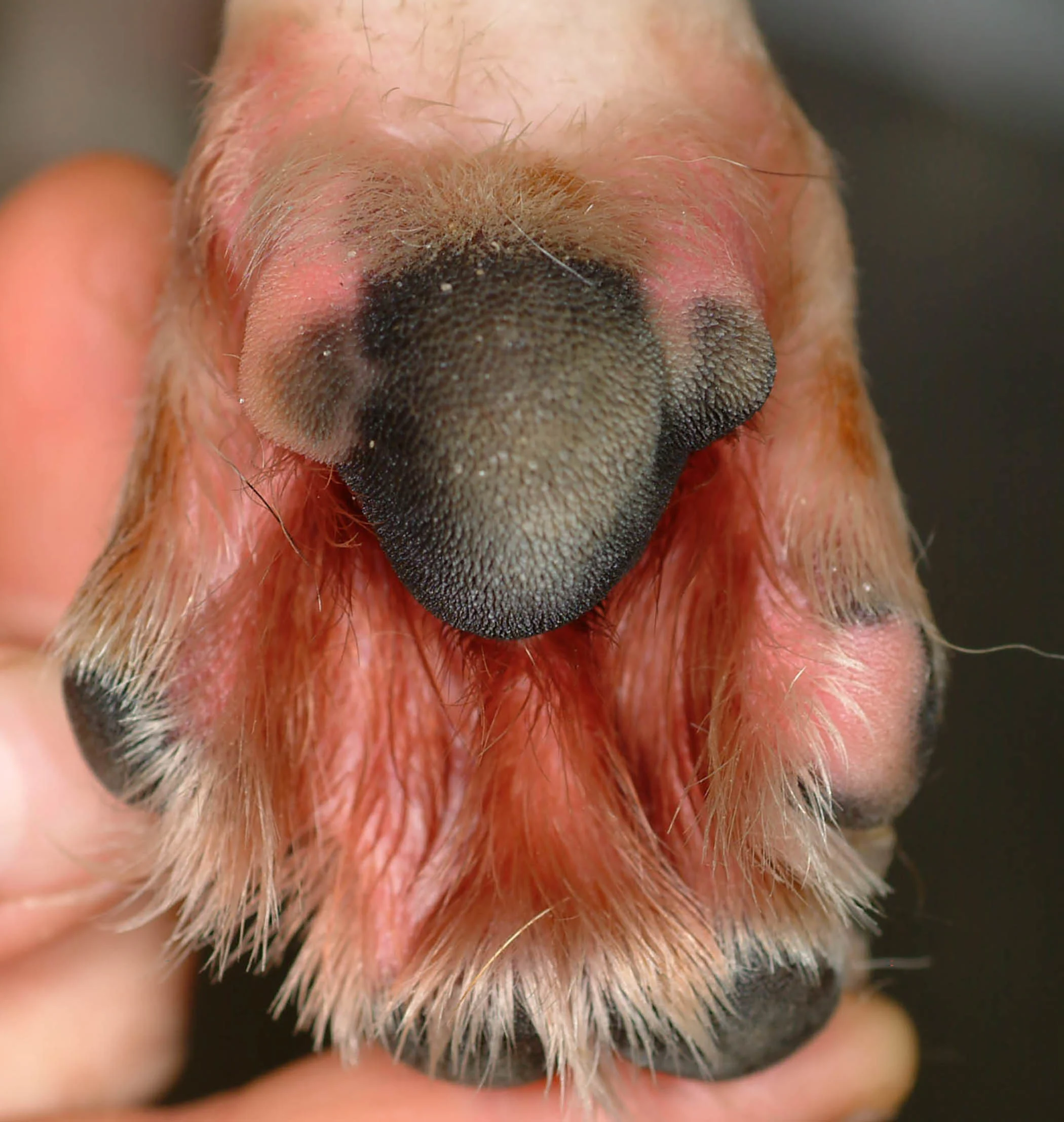 Palmar surface of the paw of a dog.
