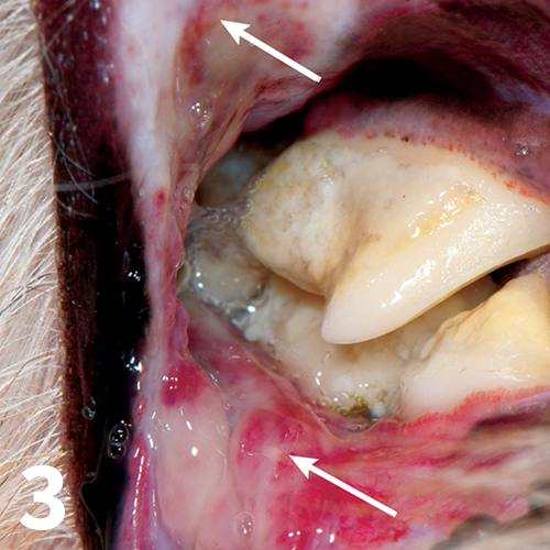 Cups disease in dogs 2024 treatment