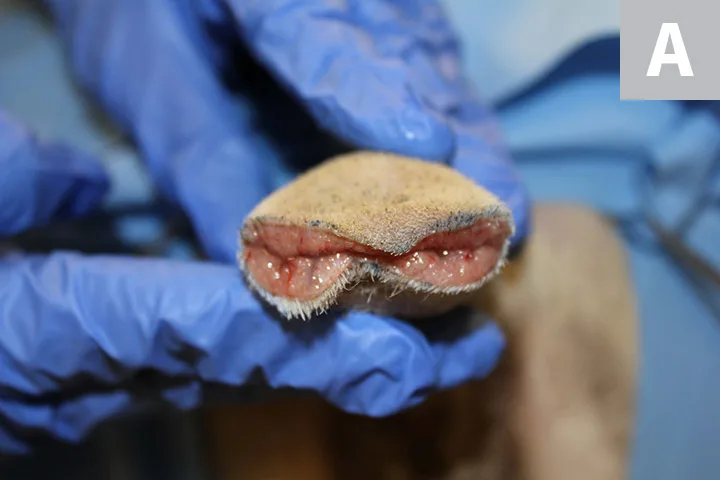 Images of amputated tail with initial suture in center then after all sutures in place closing skin.