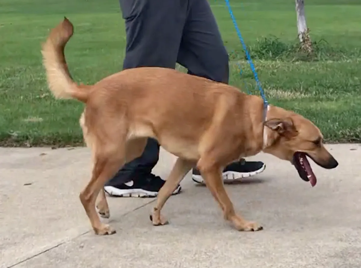 Leashed dog walking on sidewalk with head and front body dipping abnormally low to ground.