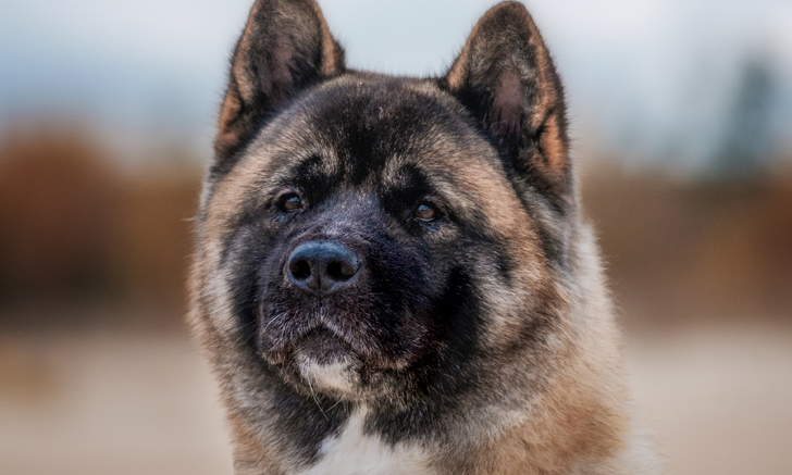 Facing Food Bowl Aggression?