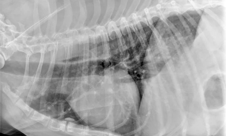 Left lateral radiographic image of a dog.