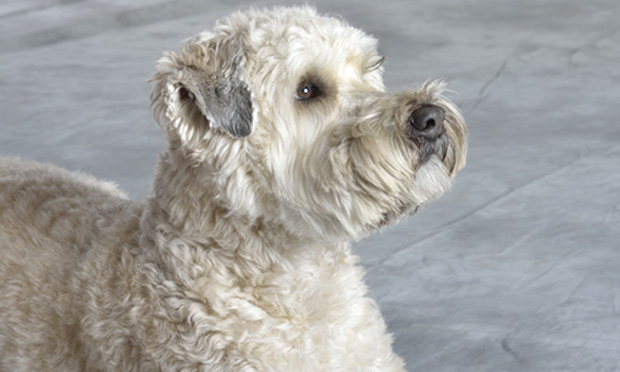 Wheaten terrier hotsell food allergies