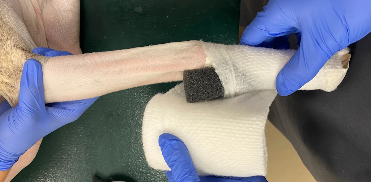 Three serial images showing proper application of cast padding to a dog’s front limb.