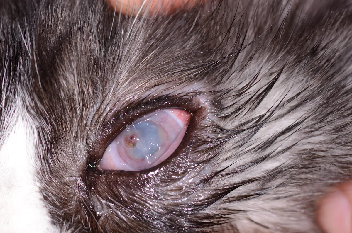Cat’s eye with hazy, opaque cornea and small area of corneal perforation.