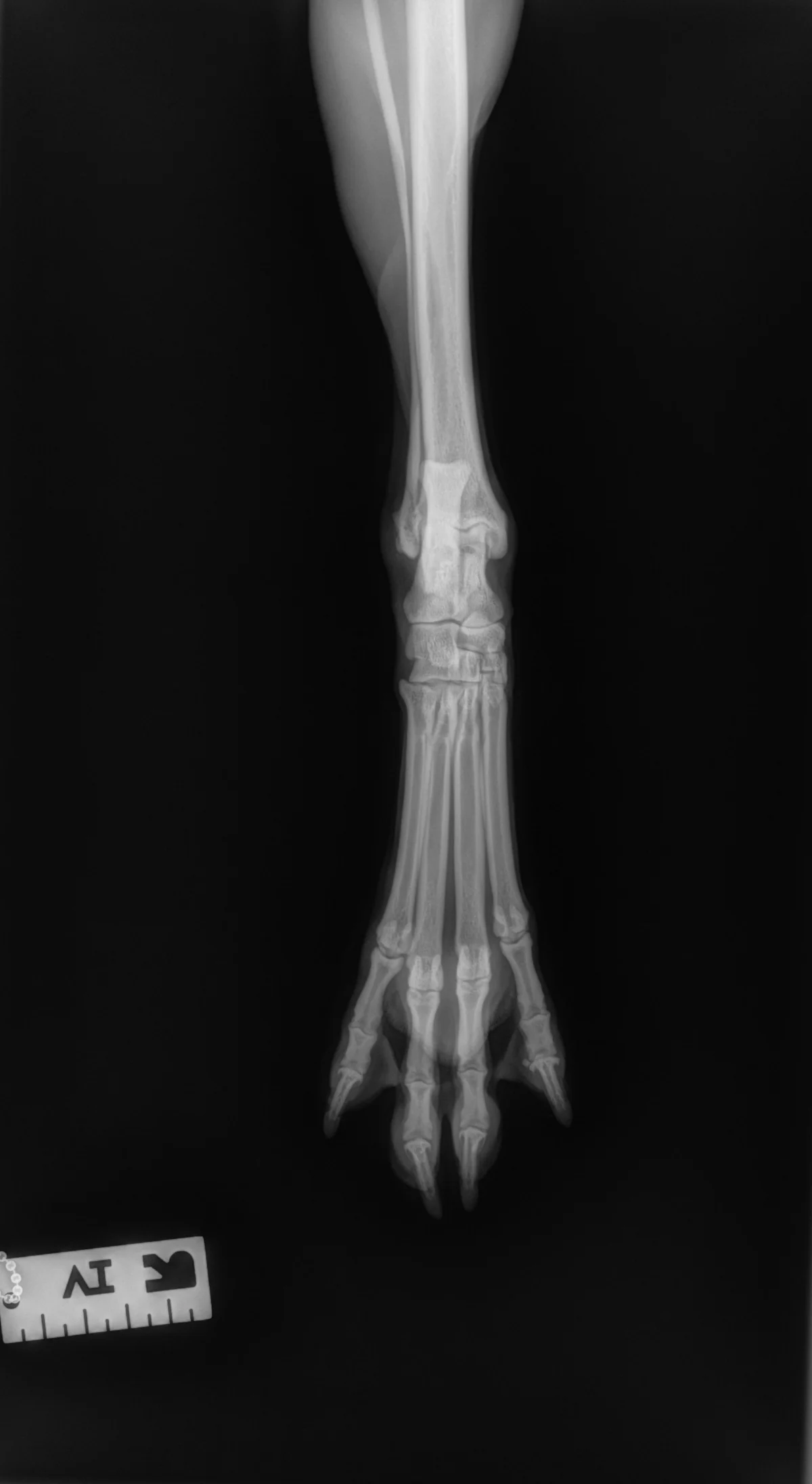 Radiographic images of a dog’s foot.