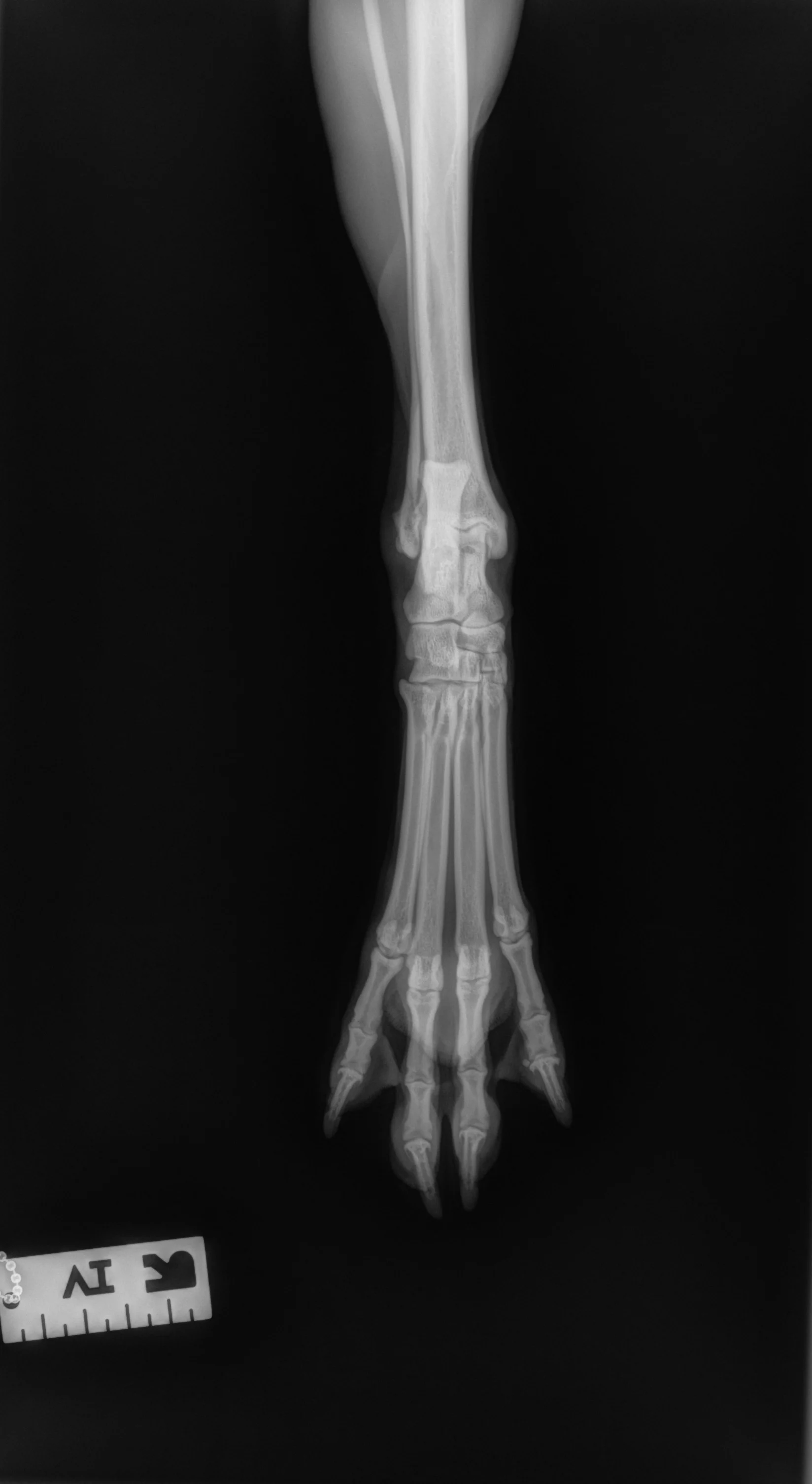 Radiographic images of a dog’s foot.