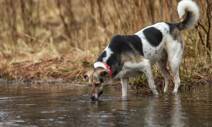 A multicolored dog drinking from a running stream.